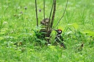 pájaro carpintero con cáñamo foto