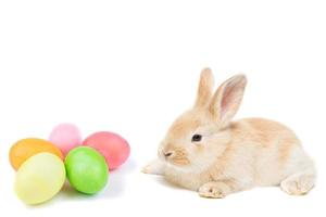 Easter Bunny and painted eggs photo