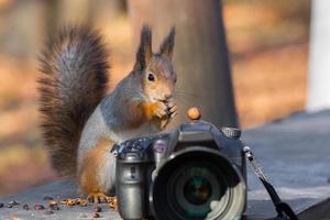 Squirrel photographs on the camera photo