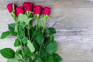 red rose bush photo