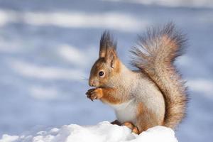 ardilla nieve invierno foto