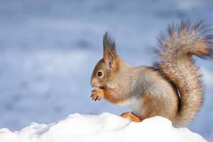 ardilla nieve invierno foto