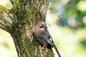 Garrulus glandarius on a branch photo