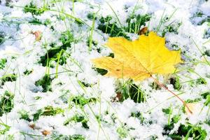 maple leaf on snow photo