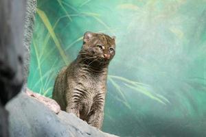 zoológico puma yagouaroundi foto