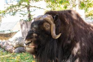 musk ox in the meadow photo