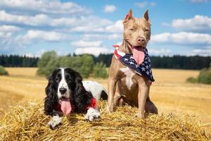 two dogs at a haystack photo