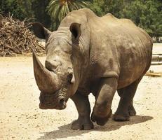 Rhinoceros walking slowly through safari in high definition photo