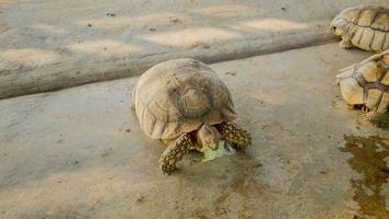 A giant yellow-brown tortoise is eating vegetables photo