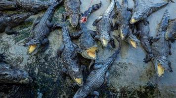 Several large crocodiles were hungry for food photo