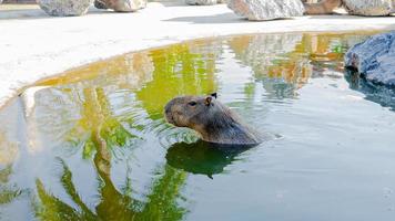 Capybara, a big giant rat playing in the water photo