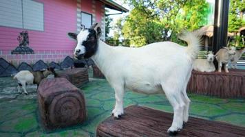 cute goat standing and sitting The white body and the black polka dots look at the camera photo