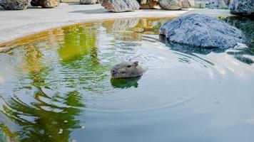 Capybara, a big giant rat playing in the water photo