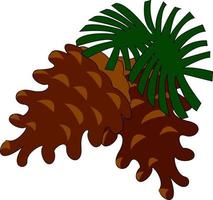 Conifer cone, illustration, vector on white background.