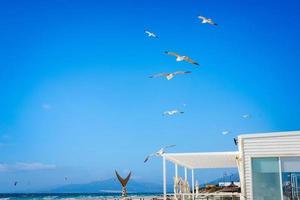 Seagulls fly in blue skies against backdrop of Atlantic ocean photo