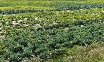 Agricultural field where cabbage is grown in cabbages photo