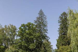 bosque con diferentes árboles en verano foto