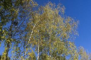 sunny autumn weather in the birch forest photo