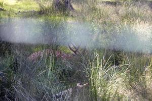 Deer resting in hot weather photo