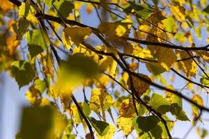 clima soleado de otoño en el bosque de abedules foto