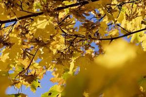 Maple foliage that has changed color in autumn photo