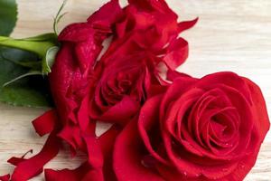 una hermosa rosa roja cortada en pedazos foto