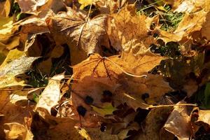 follaje del árbol de arce en otoño foto