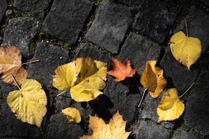 Colorful autumn leaves lie on gray cobblestones and are photographed from above. photo