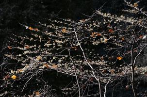 The yellow flowers of a witch hazel shine brightly on the bare bush in autumn. Single red colored leaves hang between the branches. The background is grey. photo