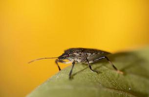 Close-up of a brown leaf bug sitting on a green leaf against a yellow background in nature. The focus is on the compound eyes of the insect. photo