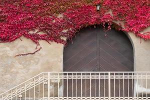 una antigua puerta de madera con un arco de medio punto se encuentra detrás de una barandilla de metal. la enredadera de virginia crece desde arriba, que se vuelve roja en otoño. foto