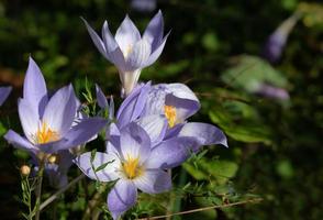 en otoño, crece el azafrán de otoño púrpura con polen amarillo, escondido en la maleza en la naturaleza. foto