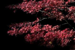 Branches of bright red maple in autumn, against a dark background in nature. photo