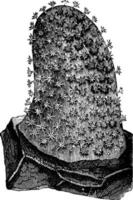 Cydonium mulleri, vintage illustration. vector