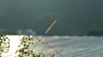 The soft reed closeup view with the warm sunlight on it photo