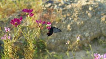 One black butterfly stopping on the pink flower in the wild field