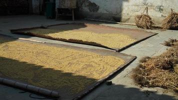 The raw rice is being air dried by put it under the warm sunlight photo