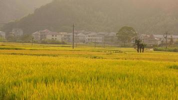 The rice field view with the mature rice in autumn in the countryside of the China photo