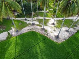 Aerial view palm tree shadow and green paddy photo