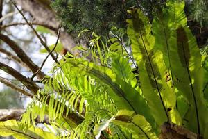 cerrar la planta de helecho crece en el árbol foto