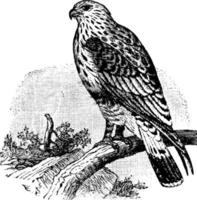 Rough Legged Buzzard, vintage illustration. vector