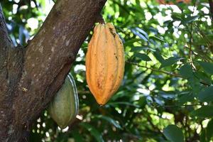 fruto de cacao maduro en el árbol de cacao que está a punto de ser cosechado, enfoque suave y selectivo. foto