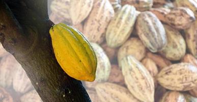 Ripe cocoa fruit on cocoa tree which is nearly to be harvesting, soft and selective focus. photo