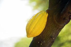 fruto de cacao maduro en el árbol de cacao que está a punto de ser cosechado, enfoque suave y selectivo. foto