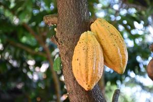 fruto de cacao maduro en el árbol de cacao que está a punto de ser cosechado, enfoque suave y selectivo. foto