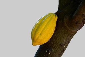 fruto de cacao maduro en el árbol de cacao que está a punto de ser cosechado, enfoque suave y selectivo. foto