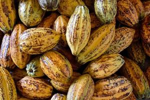 Harvested cocoa fruits are piled together in a variety of shapes and sizes, soft and selective focus. photo
