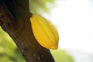 Ripe cocoa fruit on cocoa tree which is nearly to be harvesting, soft and selective focus. photo