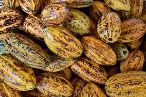 Harvested cocoa fruits are piled together in a variety of shapes and sizes, soft and selective focus. photo