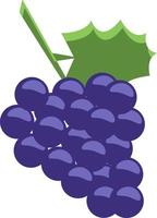 A grapes of Sinai, vector or color illustration.